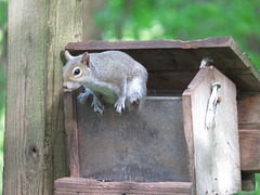 Grey squirrel in "bird" feeder