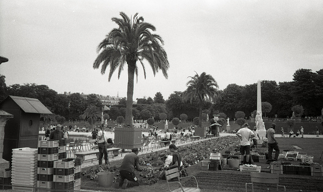 Planting flowers in the Luxembourg Gardens