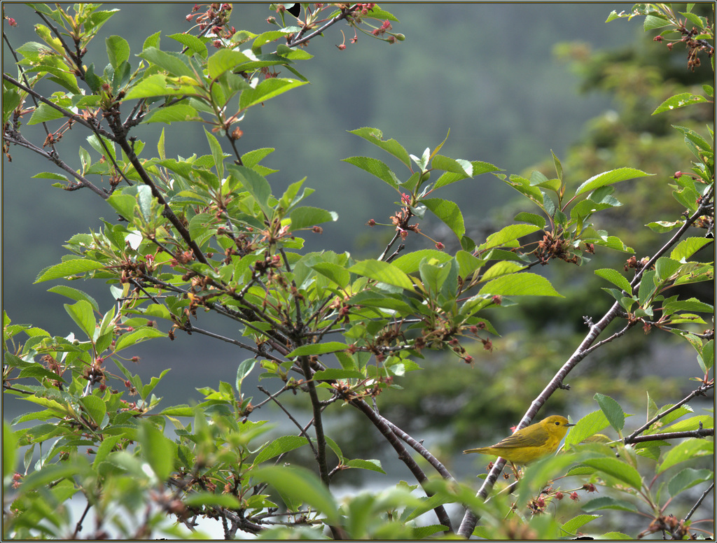 Warbler in the cherry