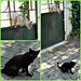 Cats' easy intrusion