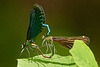 Blauflügel-Prachtlibelle (Calopteryx virgo)