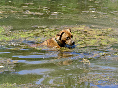 Rosie going for a swim