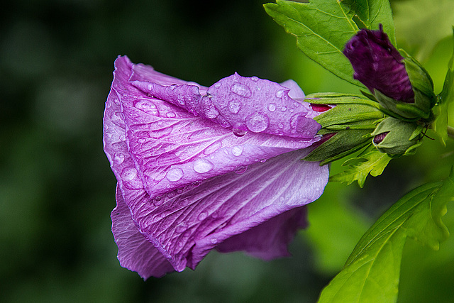 20160811 2111VRAw [D~RI] Roseneibisch (Hibiscus), Rinteln