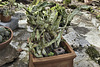 Cactus Garden, Take #3 – El-Muraqa Monastery, Daliyat al-Karmel, Israel