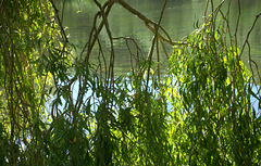Under The Willow 4