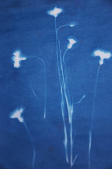 3:8:18  cornflowers