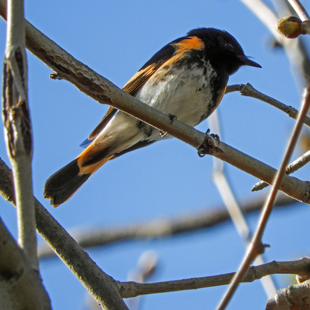 Day 4, American Redstart male, Pt Pelee