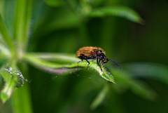 19.05.30 Käfer