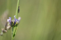 DSCF4072