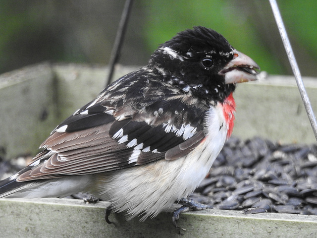 Rose-breasted Grosbeak male