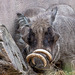A warthog