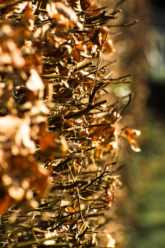 Hornbeam Hedge at 155mm