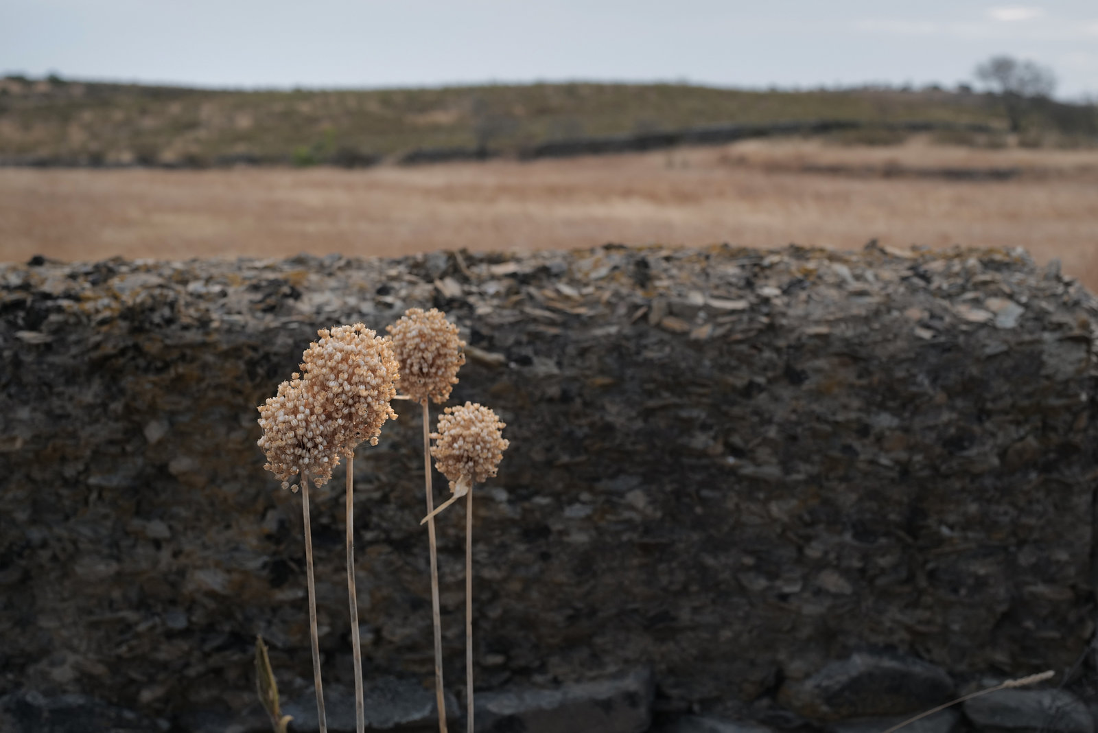 Allium ampeloprasum, Amaryllidaceae
