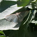 moth on old man saltbush