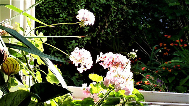 The pink geraniums enjoying the sun