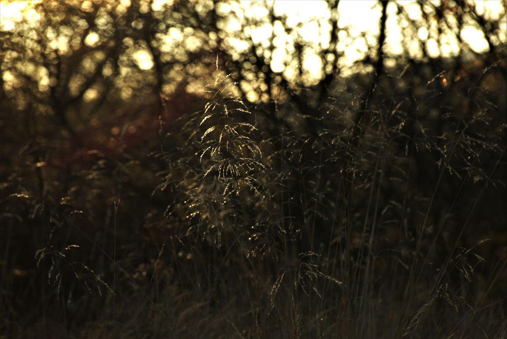 Glistening Grasses