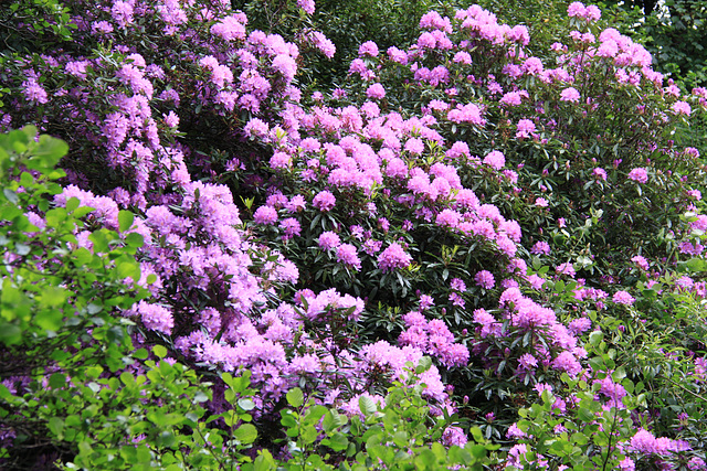 Rhododendrons