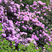 Rhododendrons