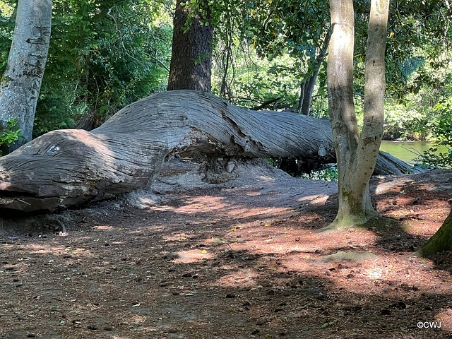 The Loch Ness Monster, on one of the Ness Islands.