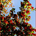 Rowan tree (Sorbus Rosaceae)