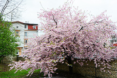 Romania, Sakura Blossom Tree in Baia Mare