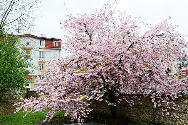 Romania, Sakura Blossom Tree in Baia Mare