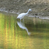 Great egret (Ardea alba)