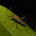 IMG 2918 Bug-2