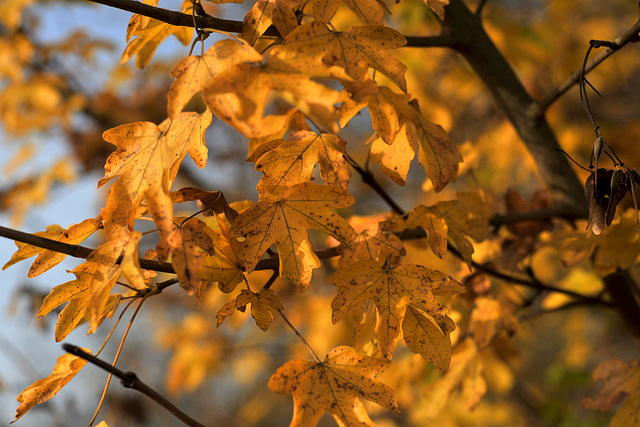 Feuilles d'automne de l'érable champêtre