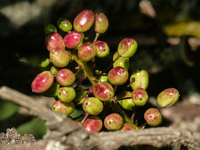 The changing colour of Baneberry berries