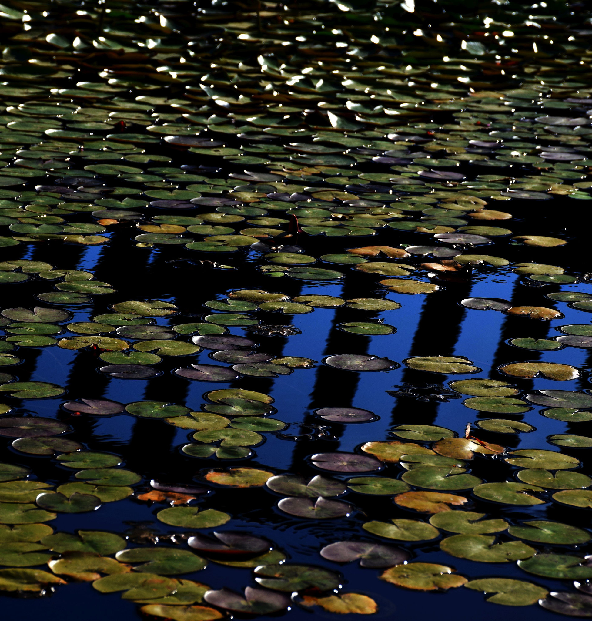 AT THE LILY POND