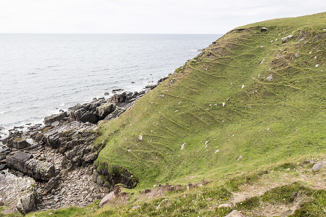 Raffin shore sheep tracks?