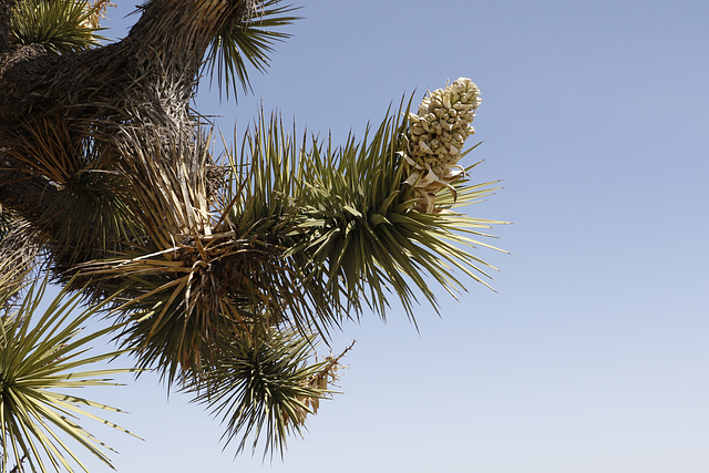 Joshua Tree Flowers