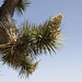 Joshua Tree Flowers