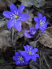 Anemone hepatice