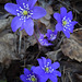 Anemone hepatice