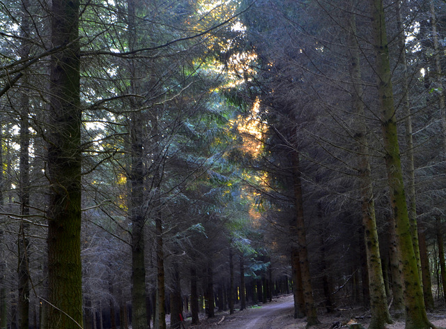 Mitten im Wald