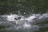Un coup d'épée dans l'eau !