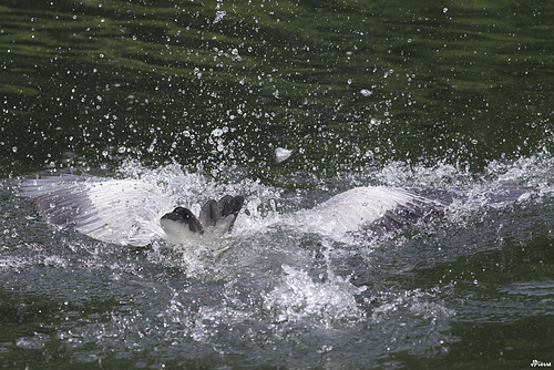 Un coup d'épée dans l'eau !