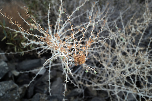 Asparagus albus