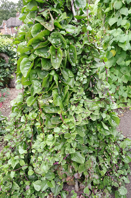 Malabar or Ceylon Spinach