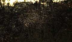 Glistening Grasses