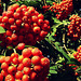 Rowan berries