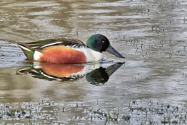 Northern Shoveler (M) - Spatula clypeata