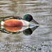 Northern Shoveler (M) - Spatula clypeata