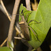 IMG 2917 Bug-4