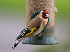 Goldfinch at its breakfast