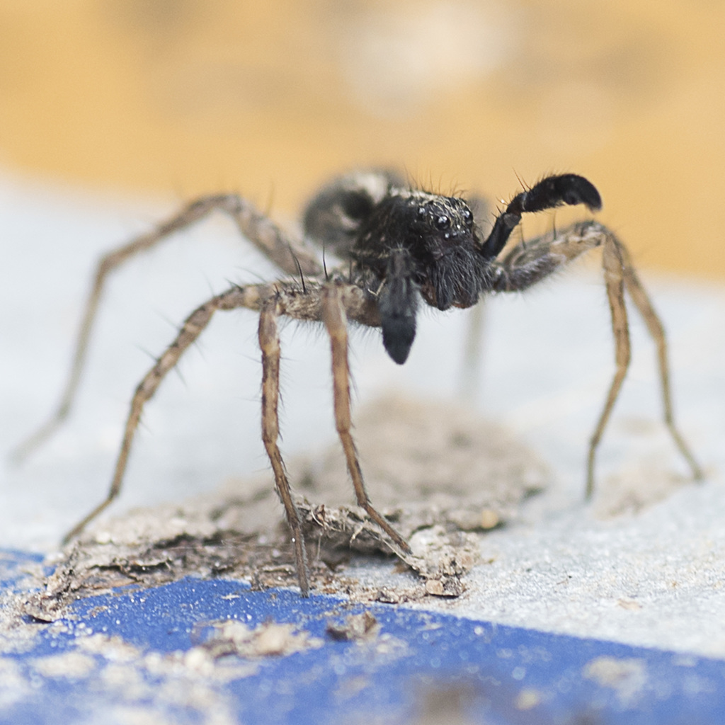 Courting Male Spider