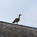 Egyptian Goose on a roof