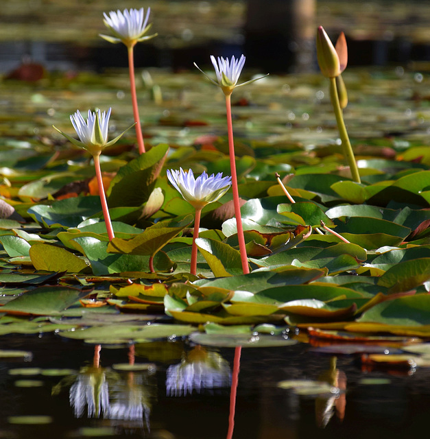 AT THE LILY POND